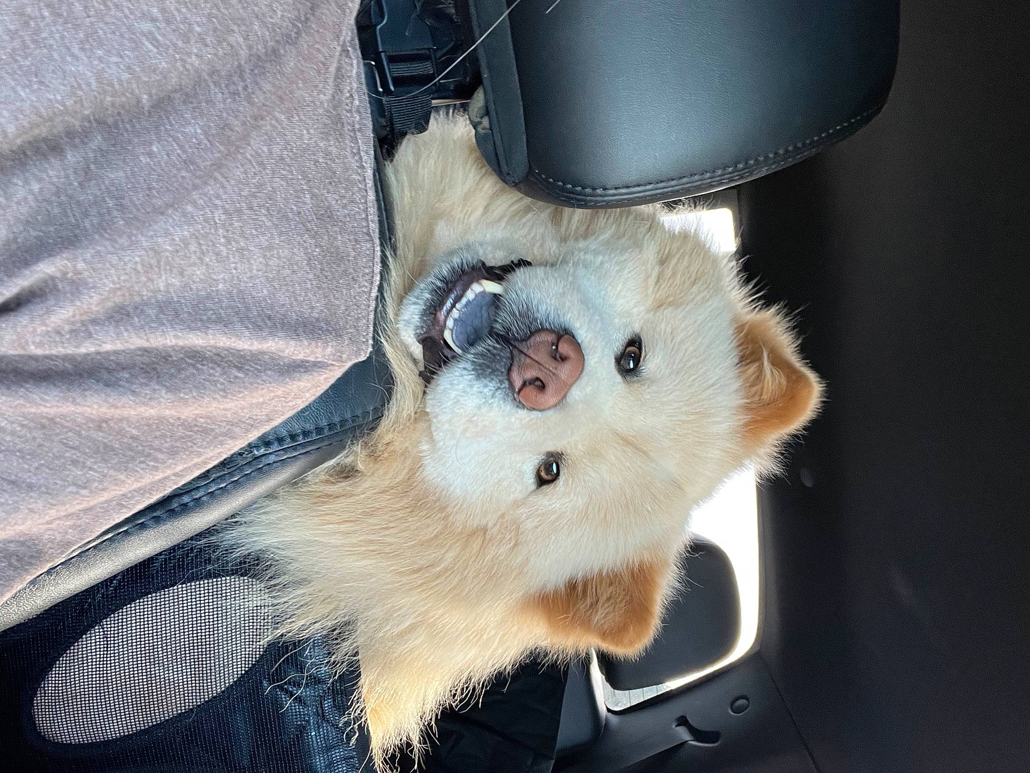 Leon joined the competition — help win amazing prizes! auto_part, carnivore, claw, collar, comfort, companion_dog, dog_breed, felidae, foot, fur, paw, small_to_medium_sized_cats, tail, toy_dog, whiskers, windscreen_wiper, windshield