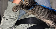 Oak is registered to the contest to win money with this photo: cat, kitten, tabby, sleeping, pet, animal, harness, leash, blue, lap, person, hand, petting, relaxed, indoors, chair, clothing, jeans, jacket, portrait