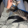 cat, kitten, tabby, sleeping, pet, animal, harness, leash, blue, lap, person, hand, petting, relaxed, indoors, chair, clothing, jeans, jacket, portrait
