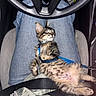 Oak joined the competition — help win amazing prizes! cat, kitten, tabby, animal, pet, sleeping, relaxed, harness, leash, blue_leash, car, steering_wheel, driver_seat, lap, jeans, seatbelt, vehicle_interior, closeup, fluffy, cute