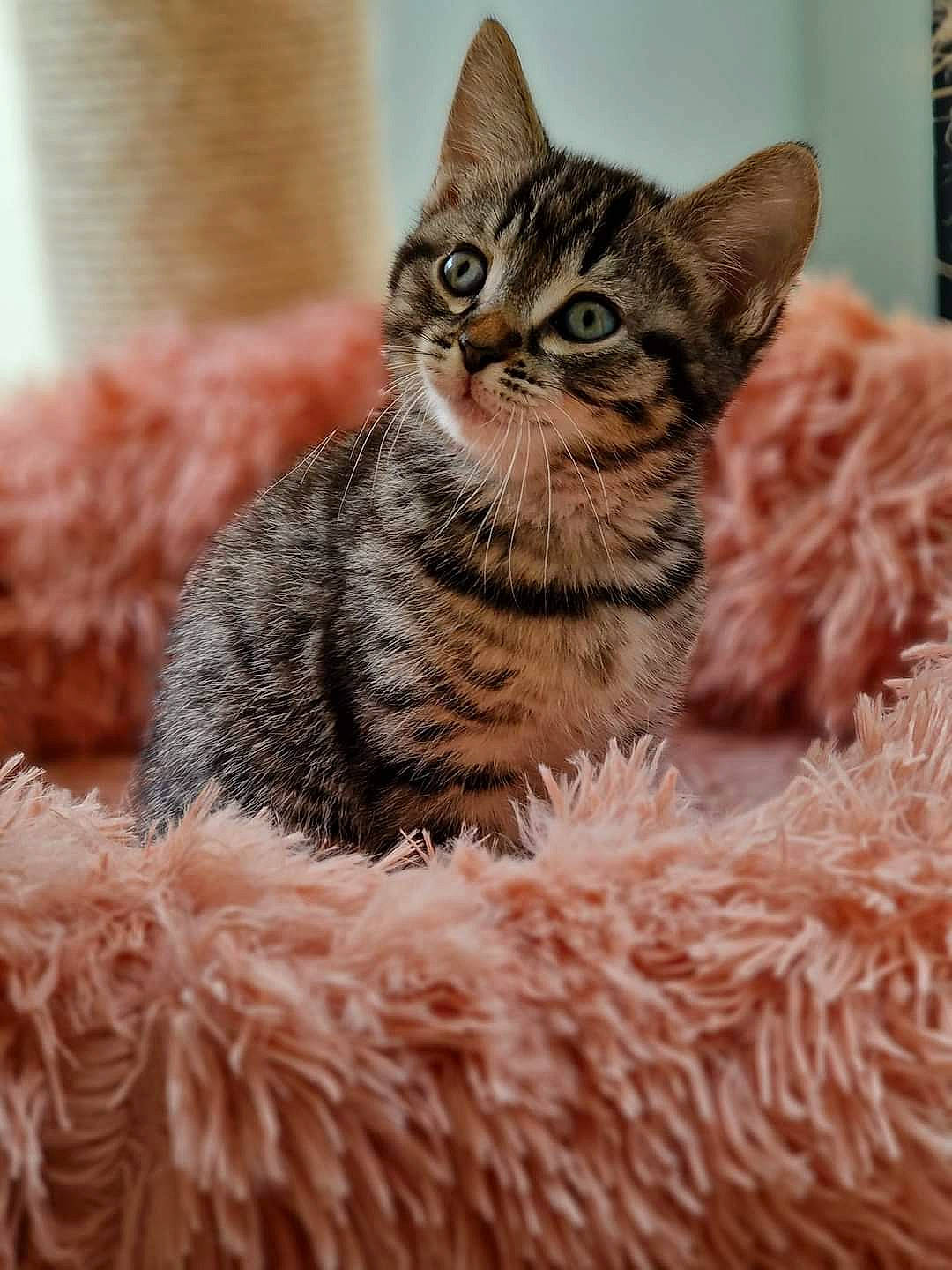 Ken is registered to the contest to win money with this photo: art, carnivore, cat, claw, domestic_short_haired_cat, fawn, felidae, fur, paw, plant, sitting, small_to_medium_sized_cats, snout, tail, terrestrial_animal, tree, whiskers, wildlife