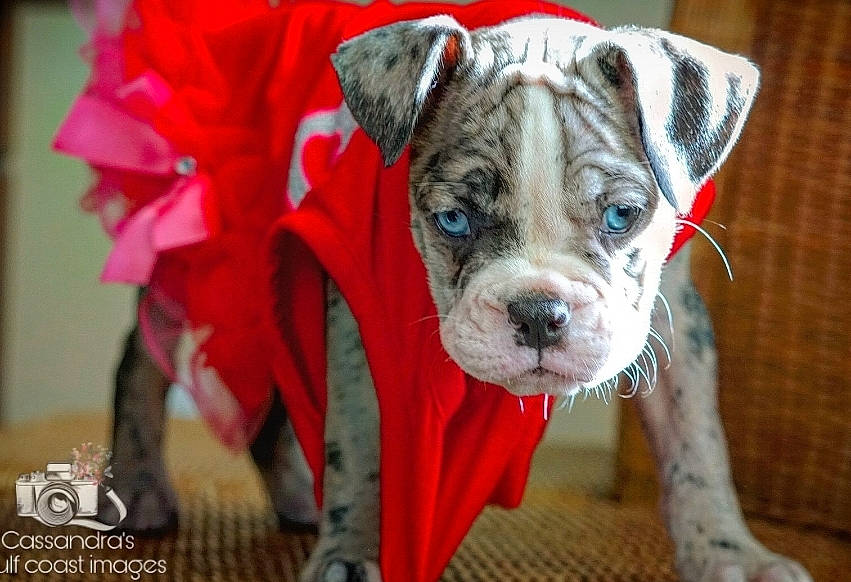 Bluebell joined the competition — help win amazing prizes! american_bulldog, australian_bulldog, bulldog, canidae, carnivore, companion_dog, dog, dog_breed, fawn, mammal, molosser, non_sporting_group, old_english_bulldog, olde_english_bulldogge, puppy, rare_breed_dog, snout, toy_bulldog, valley_bulldog, vertebrate