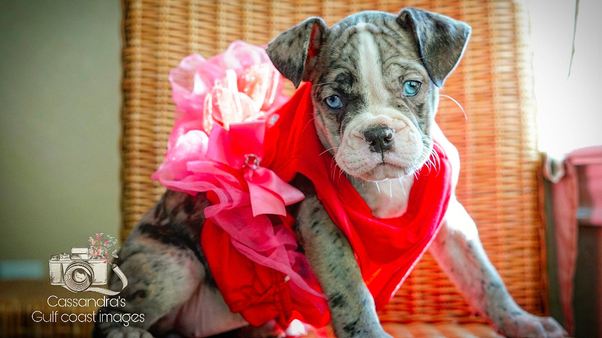 Bluebell joined the competition — help win amazing prizes! american_bulldog, boxer, bulldog, canidae, carnivore, companion_dog, dog, dog_breed, fawn, mammal, molosser, non_sporting_group, old_english_bulldog, olde_english_bulldogge, puppy, rare_breed_dog, snout, toy_bulldog, valley_bulldog, vertebrate