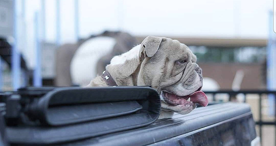 Blue joined the competition — help win amazing prizes! american_bulldog, australian_bulldog, british_bulldogs, bulldog, canidae, carnivore, companion_dog, dog, dog_breed, fawn, non_sporting_group, old_english_bulldog, olde_english_bulldogge, puppy, shar_pei, snout, toy_bulldog, white_english_bulldog