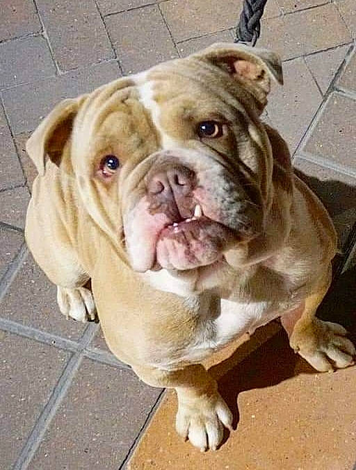 Blue is registered to the contest to win money with this photo: american_bulldog, ancient_dog_breeds, australian_bulldog, british_bulldogs, bulldog, canidae, carnivore, dog, dog_breed, fawn, mammal, molosser, non_sporting_group, old_english_bulldog, olde_english_bulldogge, rare_breed_dog, renascence_bulldogge, snout, toy_bulldog, vertebrate