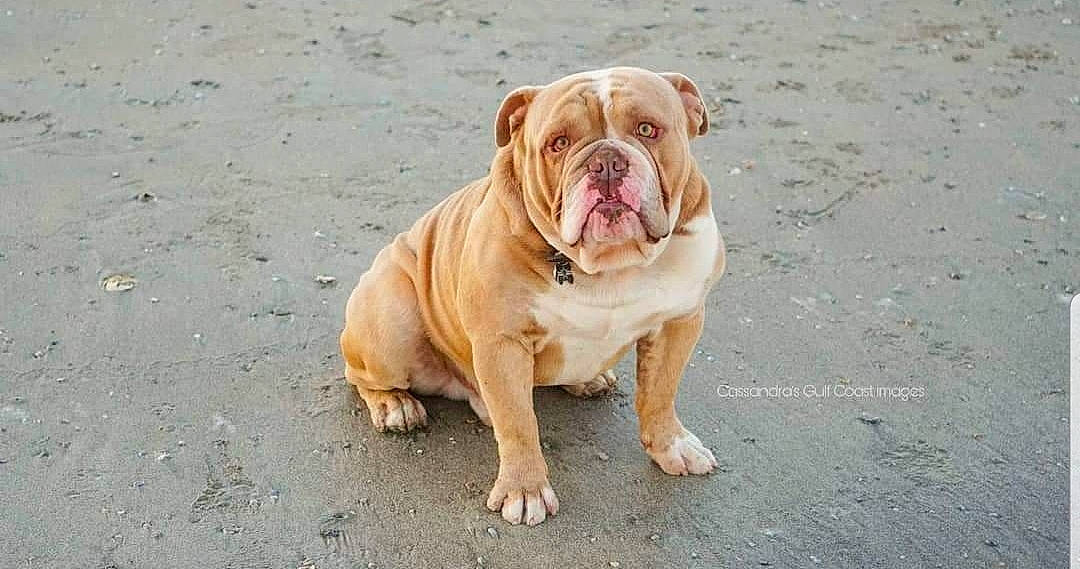 Blue is registered to the contest to win money with this photo: american_bulldog, ancient_dog_breeds, british_bulldogs, bulldog, canidae, carnivore, companion_dog, dog, dog_breed, fawn, mammal, molosser, non_sporting_group, old_english_bulldog, olde_english_bulldogge, rare_breed_dog, renascence_bulldogge, snout, toy_bulldog, vertebrate