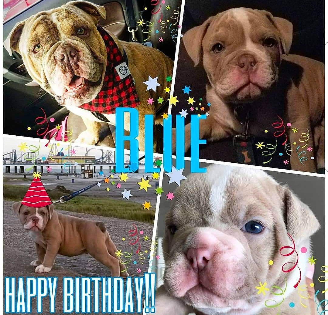 Blue is registered to the contest to win money with this photo: american_bulldog, ancient_dog_breeds, australian_bulldog, bulldog, canidae, carnivore, companion_dog, dog, dog_breed, dorset_olde_tyme_bulldogge, korean_mastiff, mammal, molosser, non_sporting_group, olde_english_bulldogge, pit_bull, puppy, rare_breed_dog, renascence_bulldogge, vertebrate