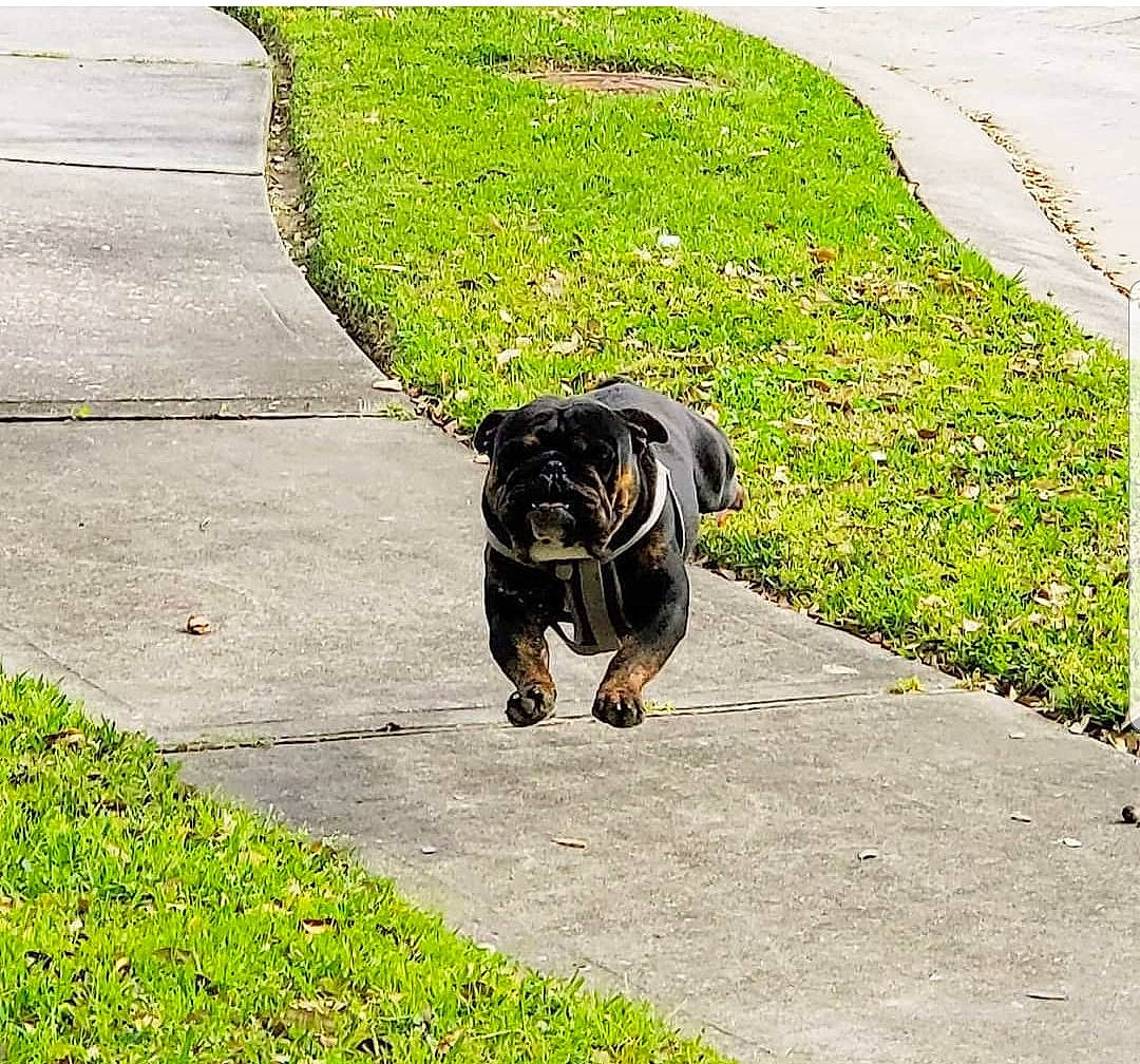 Tyson is registered to the contest to win money with this photo: canidae, carnivore, companion_dog, dog, dog_breed, dog_walking, grass, guard_dog, leash, puppy, road, sidewalk, sporting_group, tail, walking