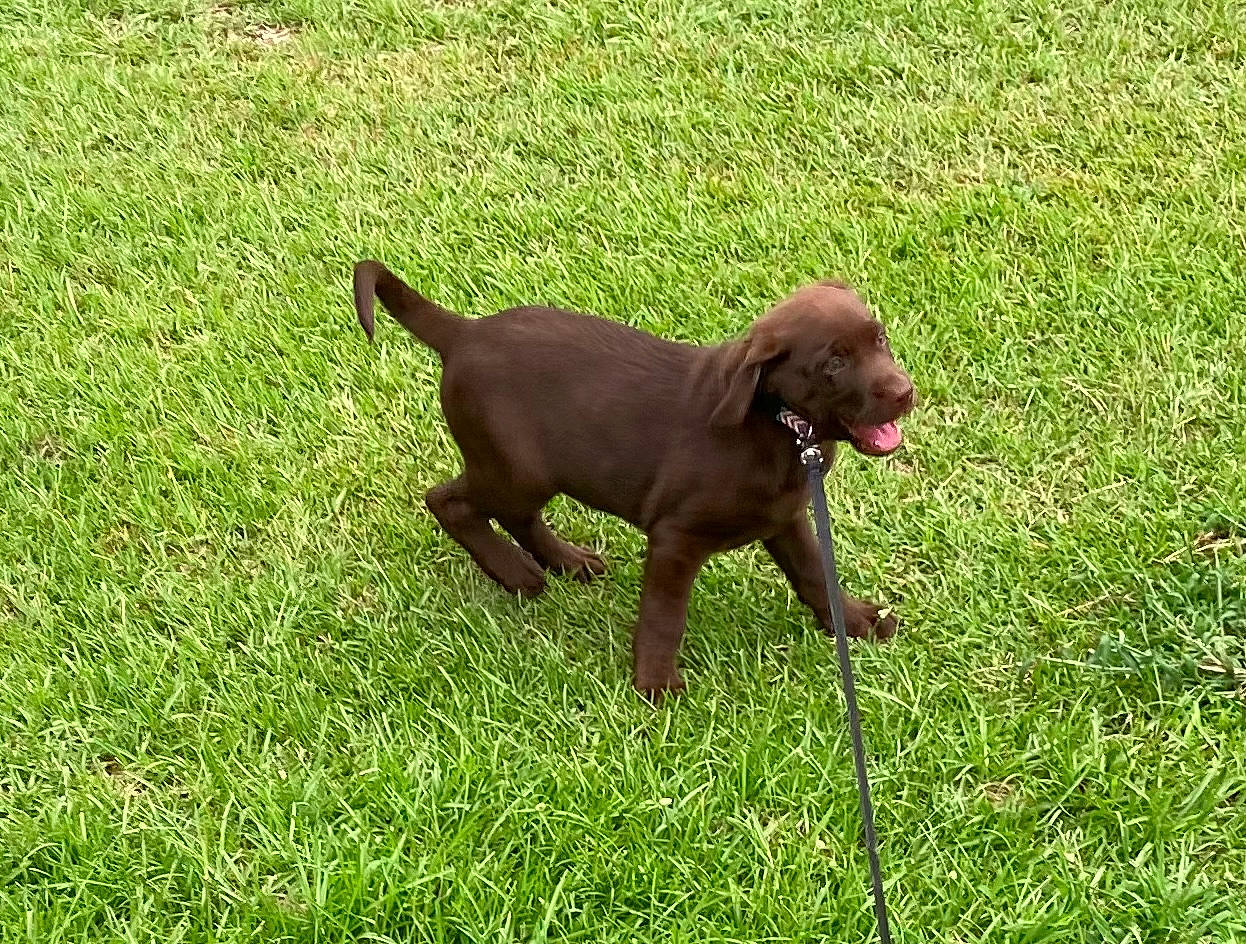 Cash joined the competition — help win amazing prizes! canidae, carnivore, collar, companion_dog, dog, dog_breed, dog_collar, fawn, grass, grassland, gun_dog, leash, liver, pet_supply, plant, snout, sporting_group, tail, terrestrial_animal, working_animal