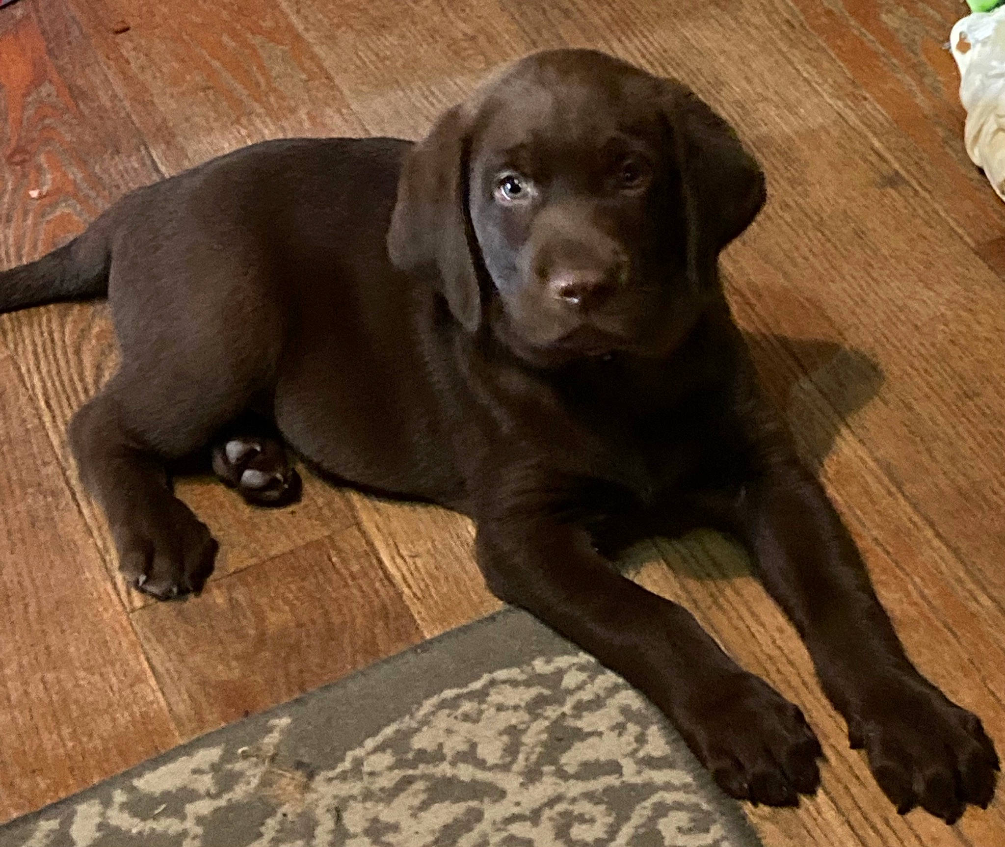 Cash joined the competition — help win amazing prizes! borador, canidae, carnivore, companion_dog, dog, dog_breed, dog_collar, fawn, floor, flooring, fur, gun_dog, hardwood, liver, snout, sporting_group, tail, terrestrial_animal, wood, working_animal