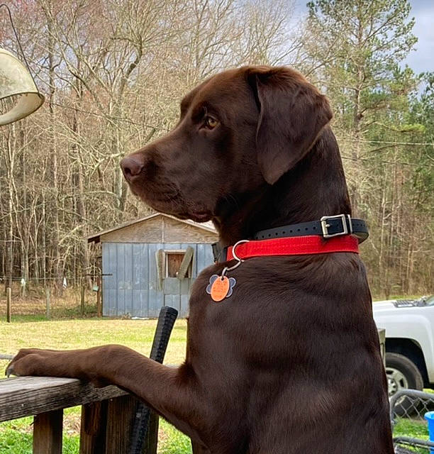 Cash is registered to the contest to win money with this photo: borador, canidae, carnivore, collar, companion_dog, dog, dog_breed, dog_collar, dog_supply, gun_dog, leash, liver, pet_supply, plant, snout, sporting_group, tire, tree, wheel, working_animal
