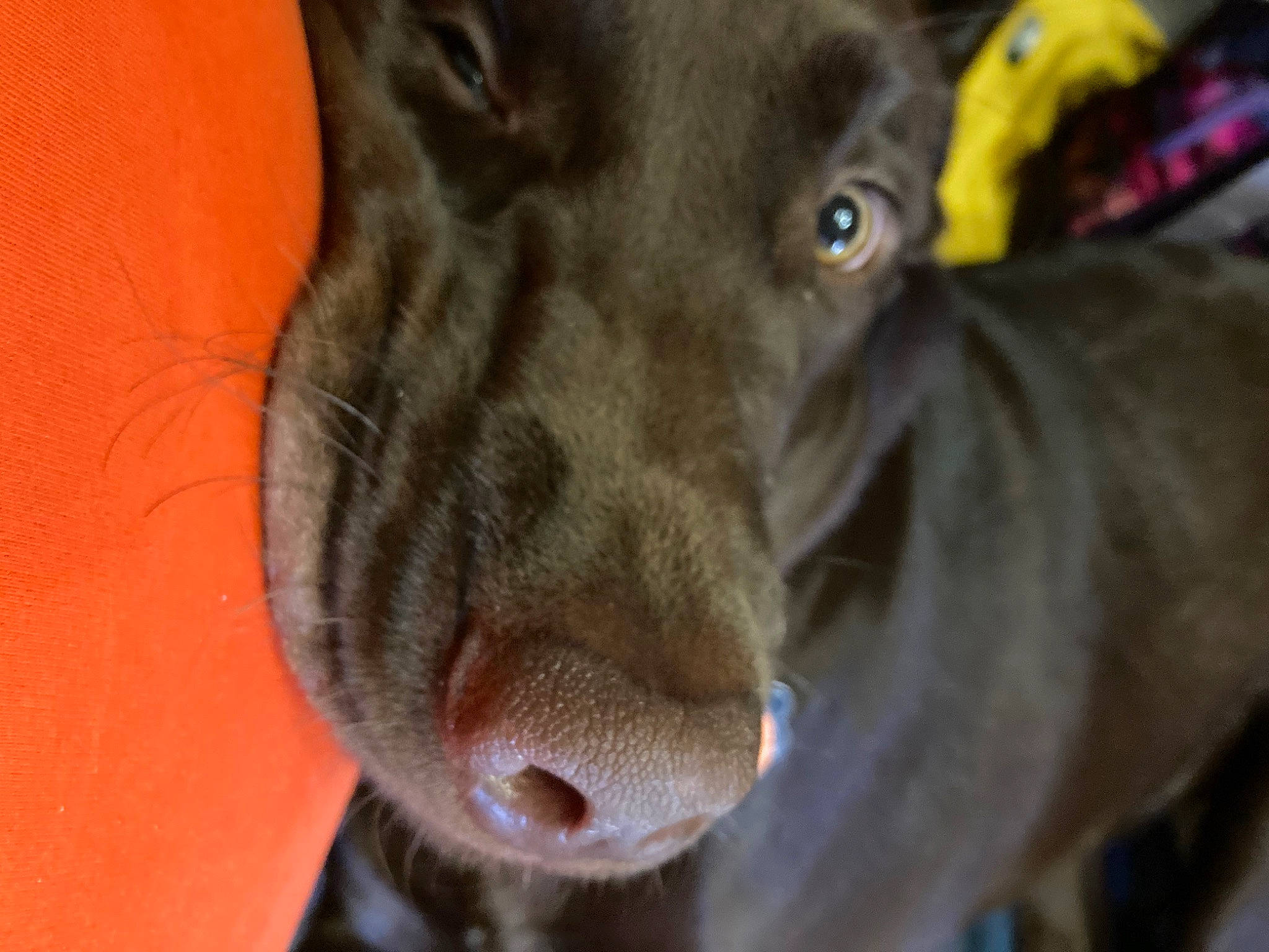 Cash joined the competition — help win amazing prizes! borador, canidae, carnivore, companion_dog, dog, dog_breed, ear, fawn, fur, guard_dog, liver, sporting_group, whiskers, working_animal, working_dog