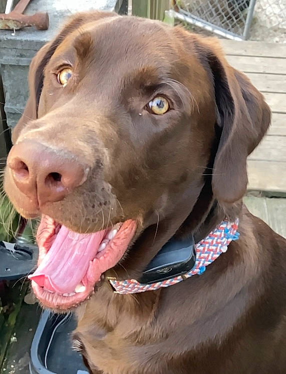 Cash joined the competition — help win amazing prizes! canidae, carnivore, collar, companion_dog, dog, dog_breed, dog_collar, dog_supply, fawn, fur, gun_dog, leash, liver, pet_supply, pointing_breed, retriever, snout, sporting_group, whiskers, working_animal