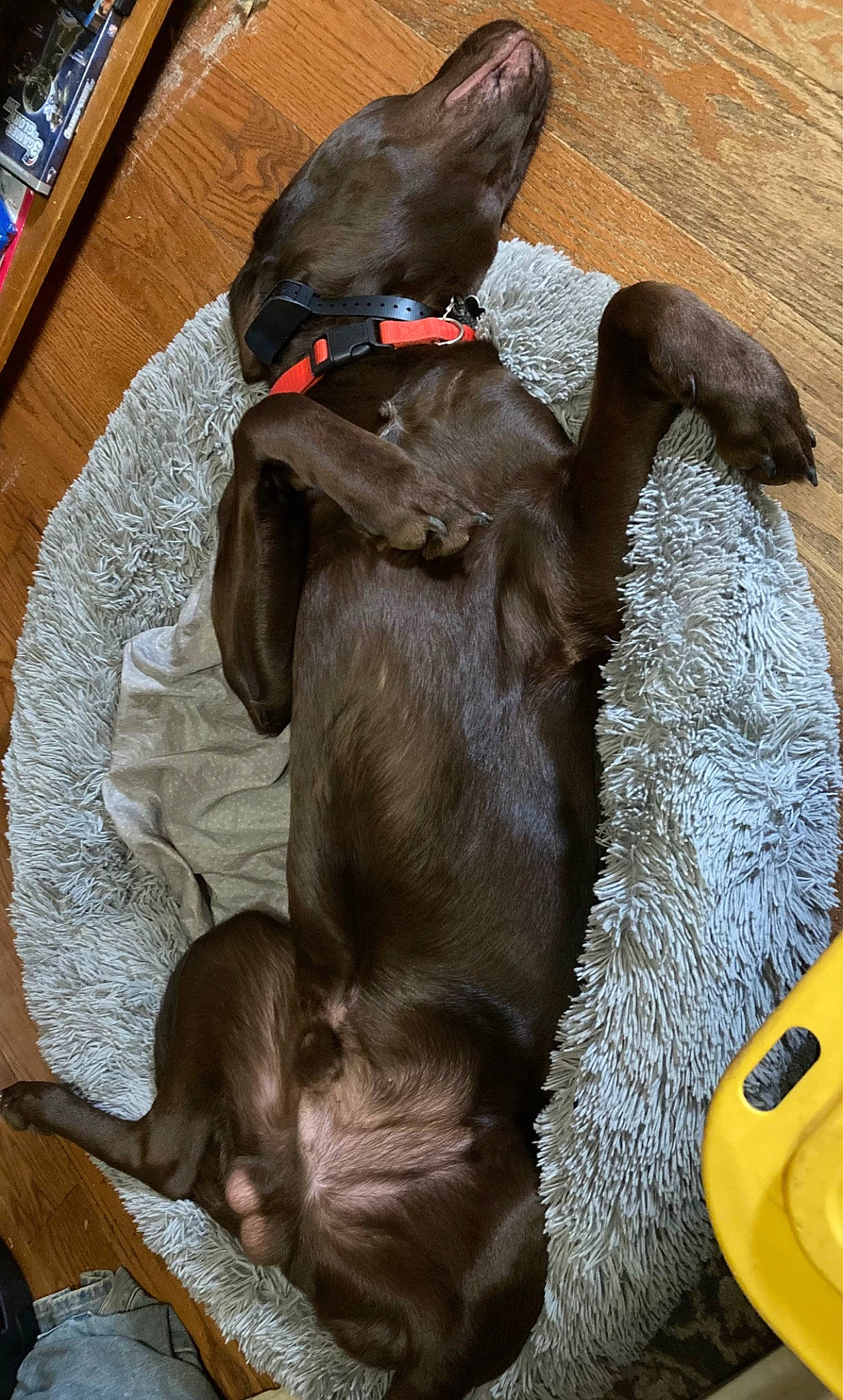 Cash joined the competition — help win amazing prizes! brown, canidae, carnivore, collar, comfort, companion_dog, dog, dog_breed, dog_collar, dog_supply, fawn, fur, gun_dog, leash, liver, pet_supply, snout, sporting_group, tail, working_animal