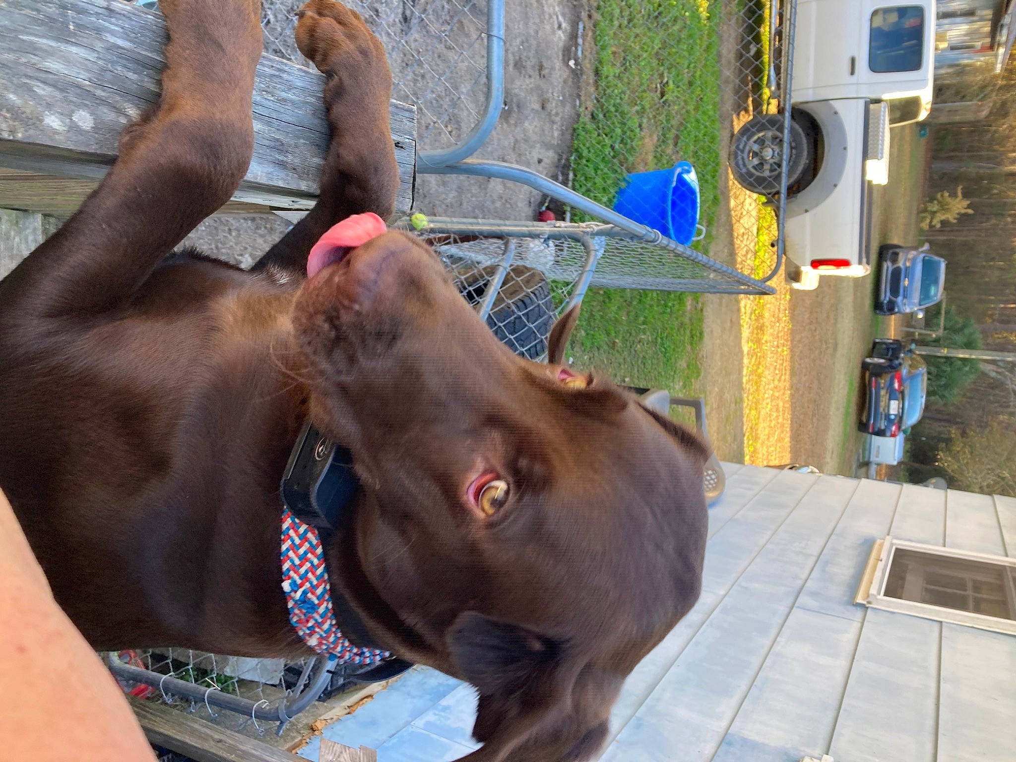 Cash is registered to the contest to win money with this photo: canidae, car, carnivore, collar, companion_dog, dog, dog_breed, dog_collar, fawn, gas, guard_dog, leash, liver, snout, sporting_group, tire, vehicle, vehicle_door, wheel, working_animal