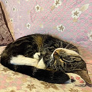 Meimei joined the competition — help win amazing prizes! cat, tabby_cat, kitten, paw, pink_paw, curled_up, sleeping, blanket, floral_pattern, pink, cozy, indoor, pet, whiskers, fur, tail, closeup, nap, couch, relaxed