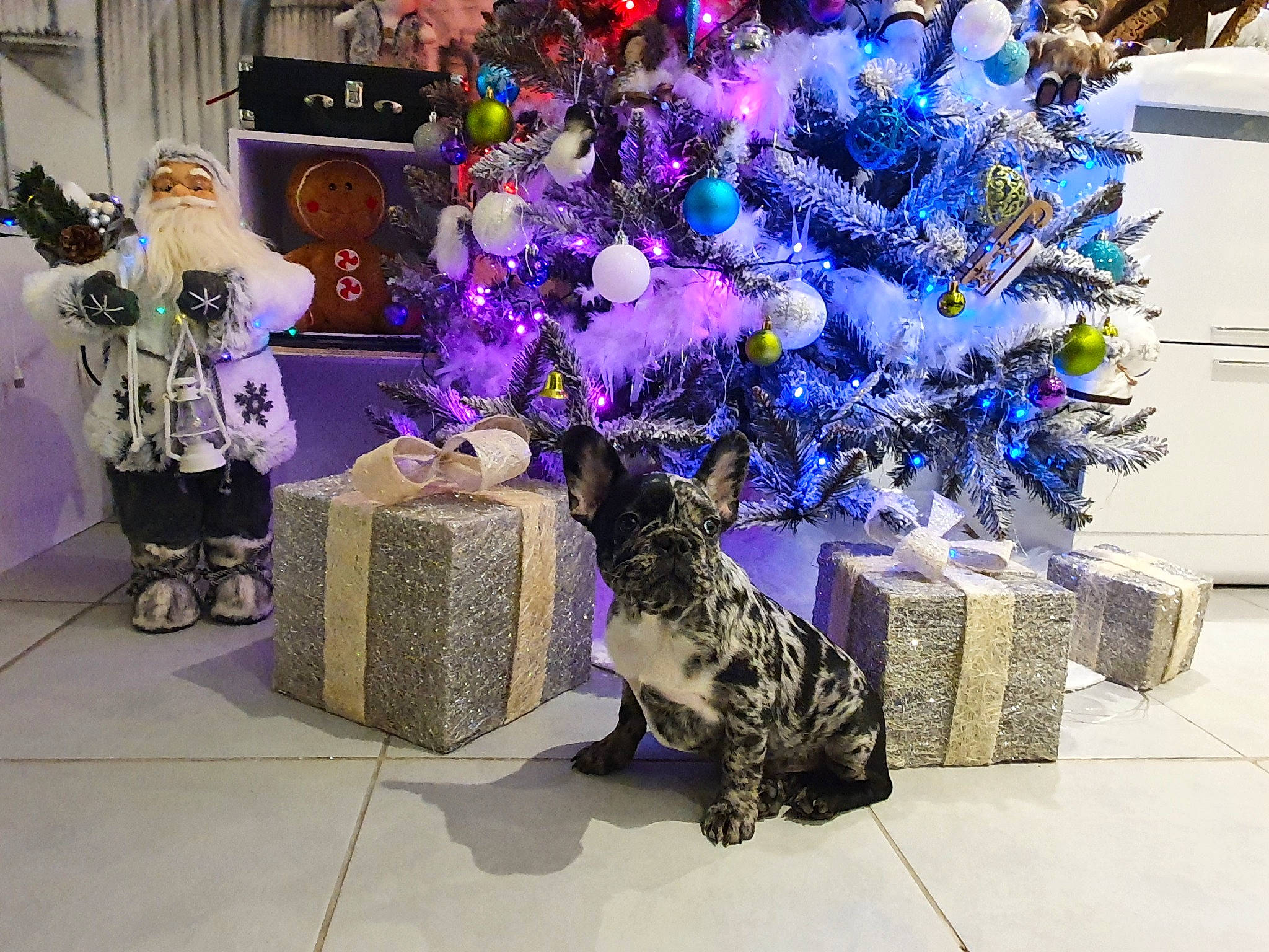 Boston a rejoint le concours — aidez-le/la à gagner de superbes lots ! christmas, christmas_decoration, christmas_ornament, christmas_tree, conifer, decoration, electric_blue, event, evergreen, hat, holiday, holiday_ornament, interior_design, ornament, plant, purple, room, toy, tree, violet