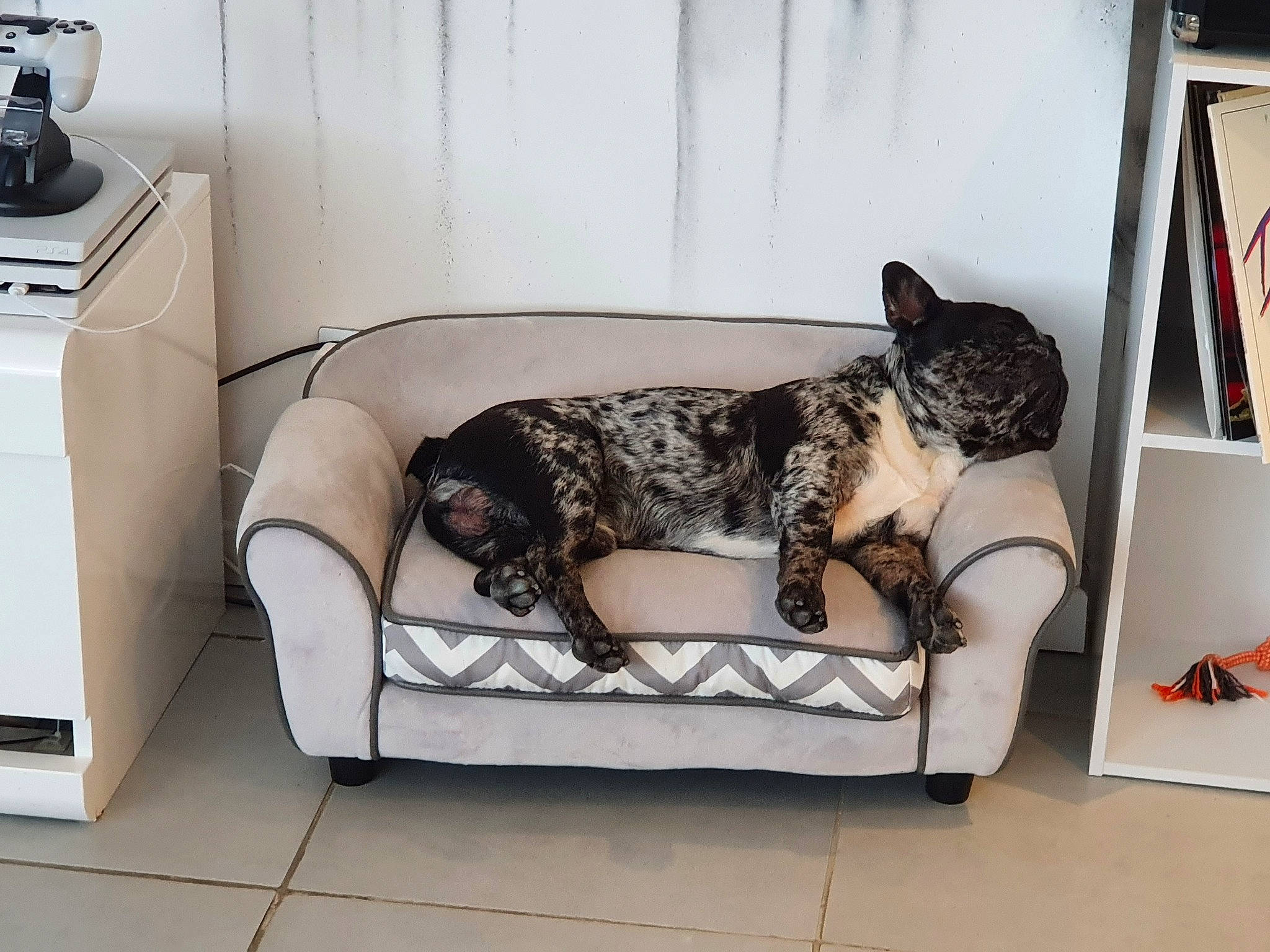 Boston a rejoint le concours — aidez-le/la à gagner de superbes lots ! carnivore, cat, comfort, companion_dog, couch, dog, dog_breed, dog_supply, felidae, flooring, fur, grey, human_leg, living_room, mammal, pattern, small_to_medium_sized_cats, sofa_bed, studio_couch, style