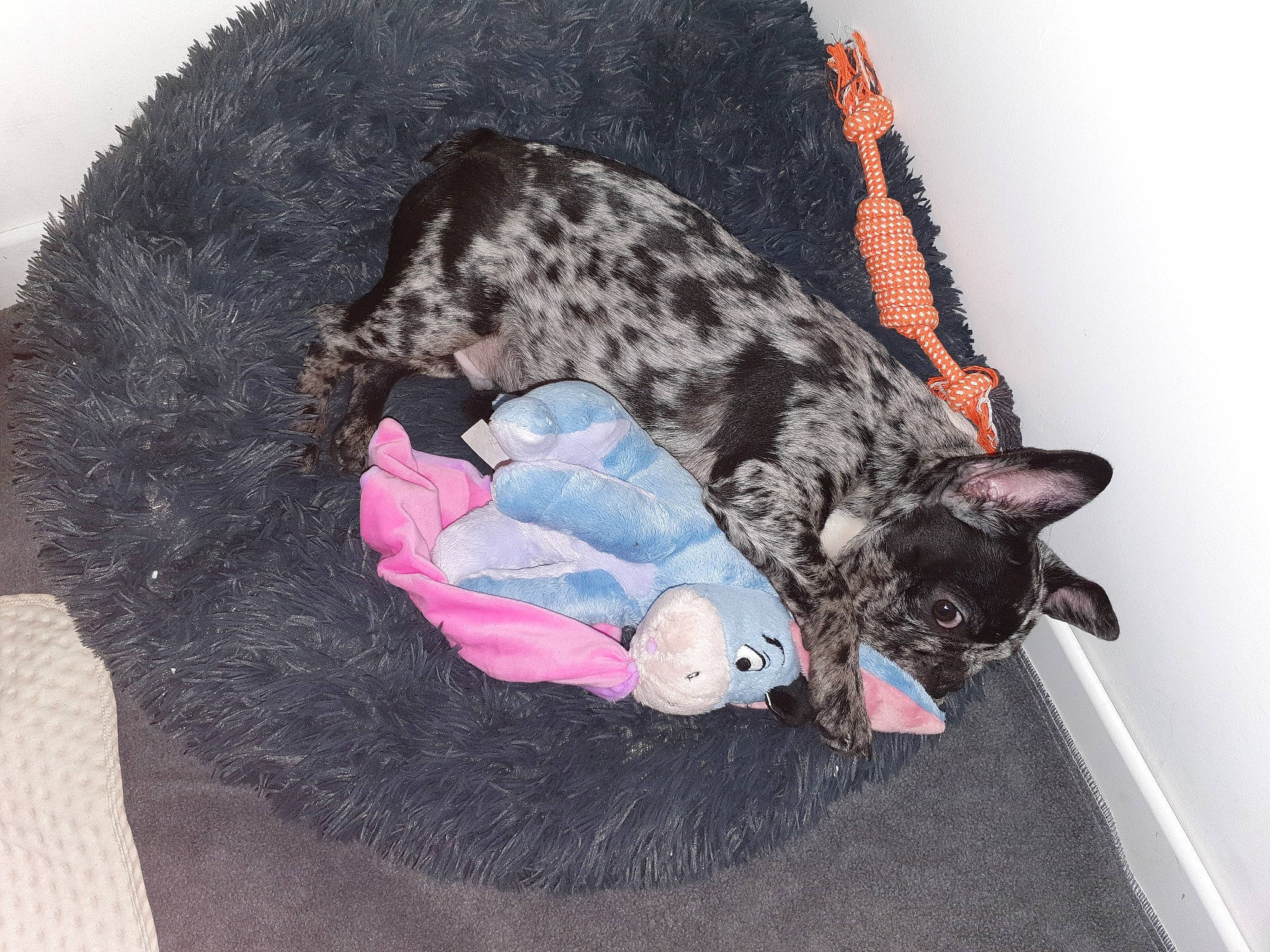 Boston a rejoint le concours — aidez-le/la à gagner de superbes lots ! canidae, cap, carnivore, cat, collar, comfort, companion_dog, dog_breed, fashion_accessory, fawn, felidae, fur, mammal, small_to_medium_sized_cats, snout, sporting_group, tail, toy, vertebrate, whiskers