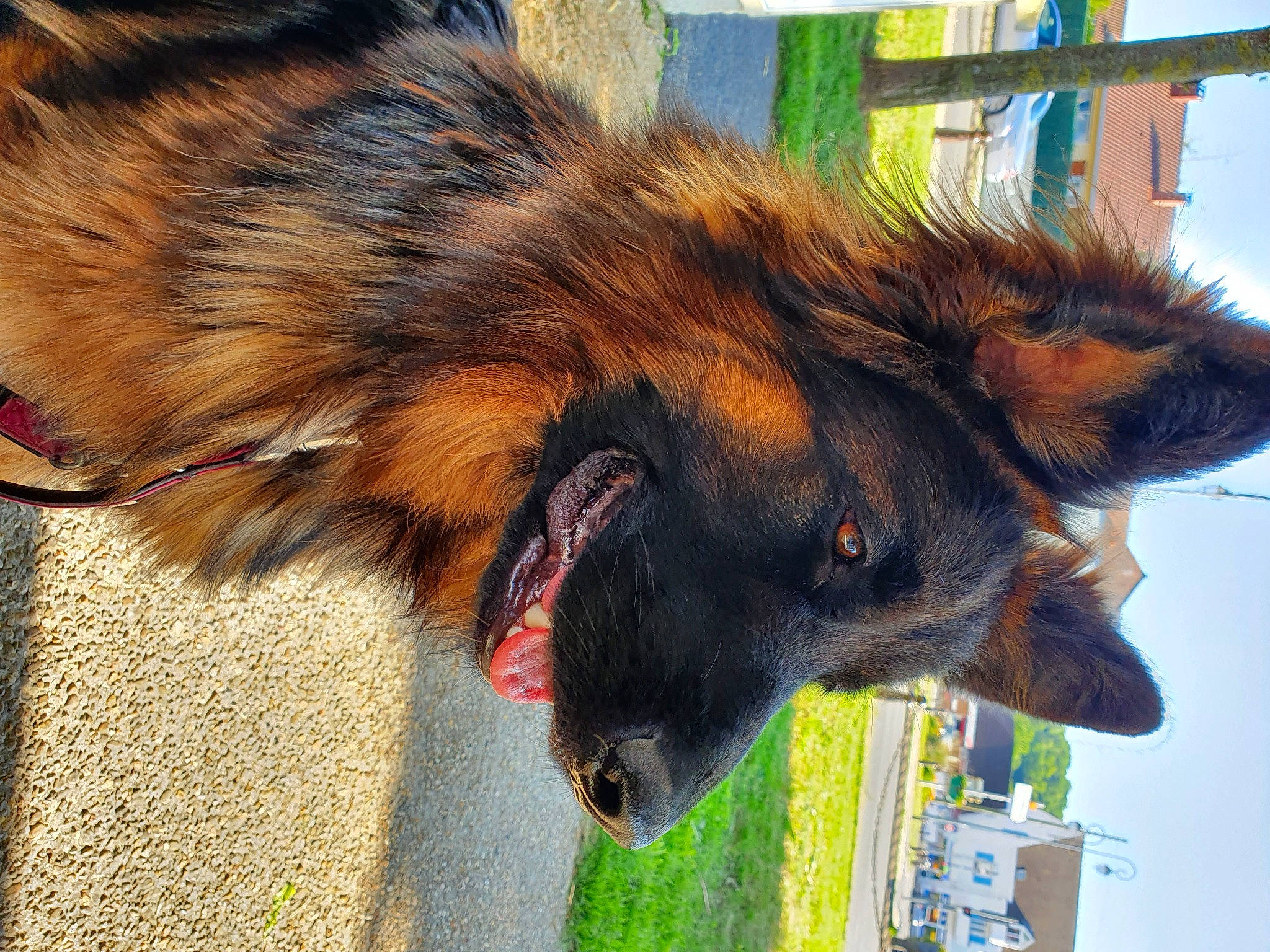 Pearl a rejoint le concours — aidez-le/la à gagner de superbes lots ! canidae, carnivore, claw, companion_dog, dog, dog_breed, fang, fawn, felidae, fur, herding_dog, liver, old_german_shepherd_dog, snout, sporting_group, terrestrial_animal, tree, whiskers, wildlife, working_animal