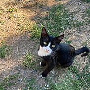 Jerry is registered to the contest to win money with this photo: cat, black_and_white, green_eyes, outdoor, grass, rocks, sunlight, animal, pet, curious, looking_up, whiskers, tail, nature, mammal, small_animal, feline, cute, alert, ground