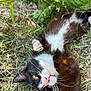 Jerry is registered to the contest to win money with this photo: cat, black_and_white, grass, nature, outdoor, paw, leaf, animal, pet, relaxing, curious, whiskers, fur, playful, closeup, pink_nose, yellow_eyes, straw, sunlight, lying_down