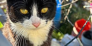 Jerry joined the competition — help win amazing prizes! cat, tuxedo_cat, yellow_eyes, whiskers, close_up, outdoor, garden, fence, string_lights, sunlight, curious, animal, pet, nature, blurred_background, black_and_white, face, ears, pink_nose