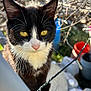 cat, tuxedo_cat, yellow_eyes, whiskers, close_up, outdoor, garden, fence, string_lights, sunlight, curious, animal, pet, nature, blurred_background, black_and_white, face, ears, pink_nose