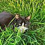 Jerry joined the competition — help win amazing prizes! cat, black_and_white, grass, outdoor, nature, animal, pet, feline, closeup, green, whiskers, ears, face, eyes, lying_down, daylight, flora, curious, mammal, wildlife