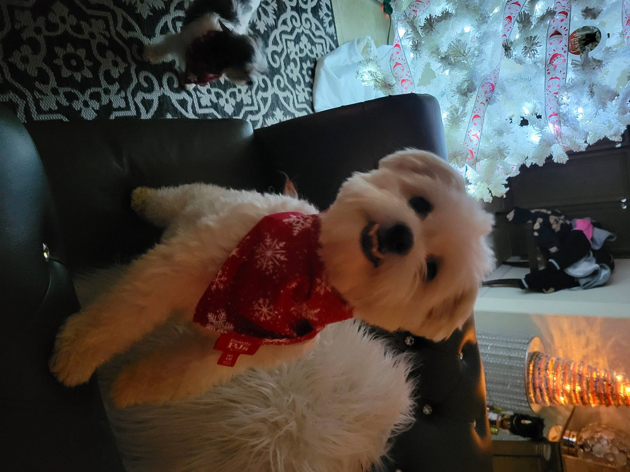 Versace joined the competition — help win amazing prizes! beard, carmine, christmas, christmas_eve, companion_dog, event, fictional_character, fun, fur, fur_clothing, hat, holiday, plush, room, santa_claus, selfie, stuffed_toy, toy, white, winter