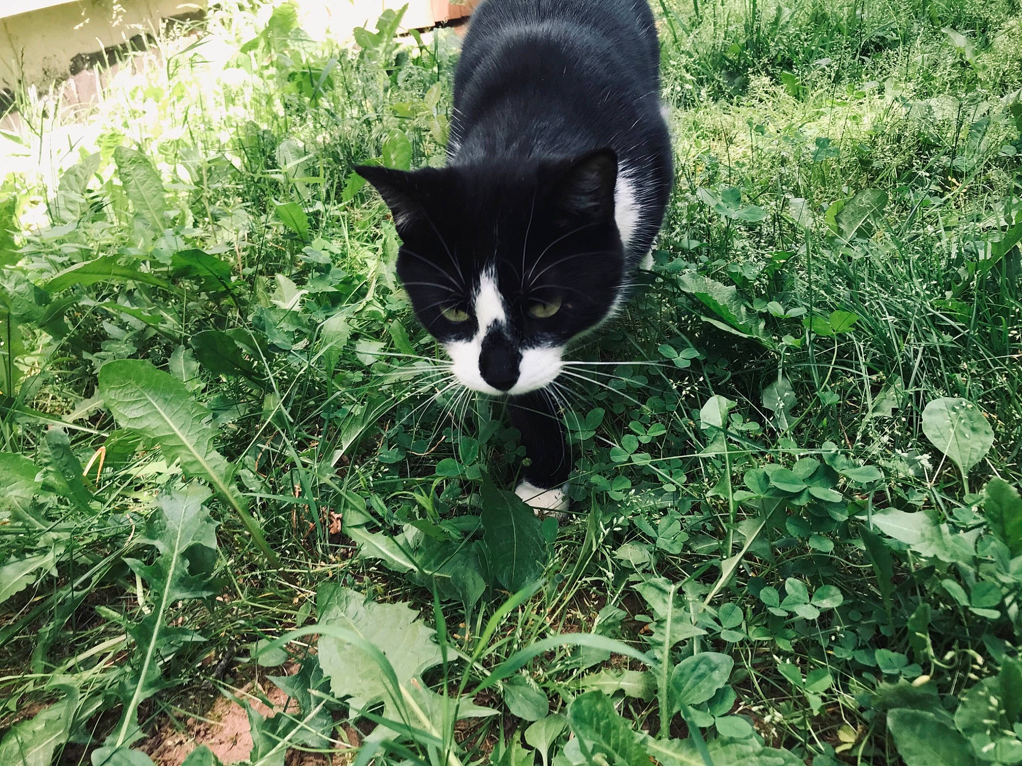 Boogie joined the competition — help win amazing prizes! annual_plant, black_cat, carnivore, cat, domestic_short_haired_cat, felidae, fur, garden, grass, grass_family, grassland, groundcover, herb, plant, shrub, small_to_medium_sized_cats, snout, tail, terrestrial_animal, whiskers