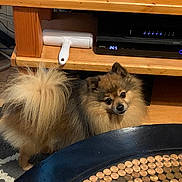 Stevie Dakota Winn is registered to the contest to win money with this photo: black_fur, brown_fur, cable, carpet, coins, curious, cute, dog, electronics, floor, fluffy, gadget, head_tilt, indoor, living_room, pet, pomeranian, small_dog, table, wooden_furniture
