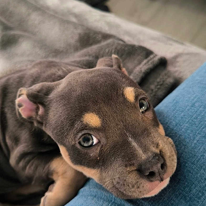Athéna participe au concours pour gagner de l'argent avec cette photo : black, blanket, brown, closeup, comfort, couch, cute, dog, eyes, face, fur, human_leg, indoor, jeans, nose, pet, puppy, relaxation, resting, tan