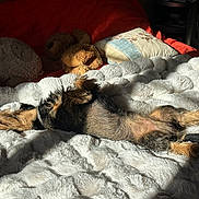 Ocean participe au concours pour gagner de l'argent avec cette photo : bed, blanket, cozy, dachshund, dog, fabric, fur, home, indoor, nap, pet, pillow, plush_toy, relaxation, shadow, sleeping, stuffed_animal, sunlight, texture, toy