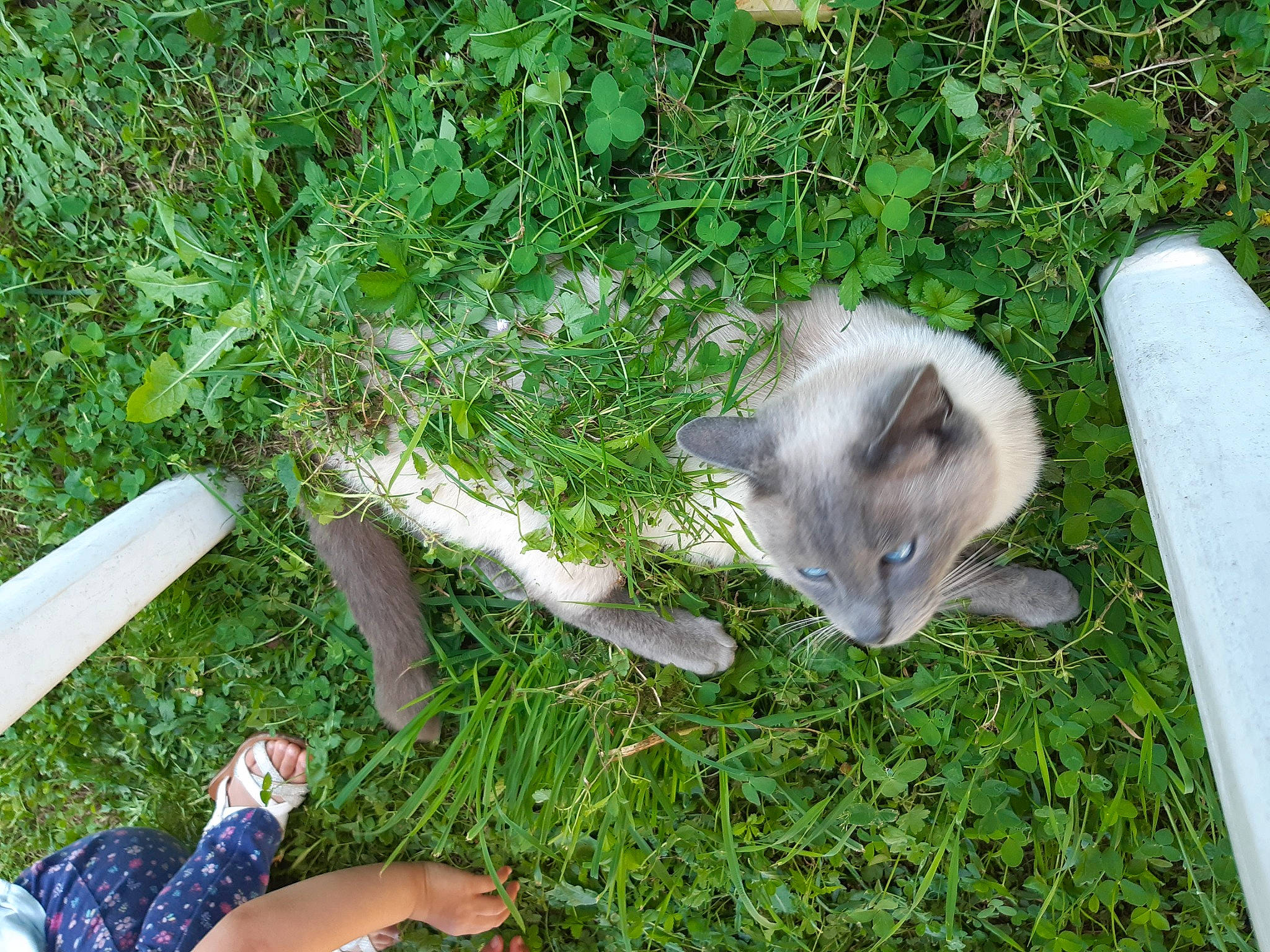 Logan a rejoint le concours — aidez-le/la à gagner de superbes lots ! cat, felidae, grass, grass_family, plant, small_to_medium_sized_cats