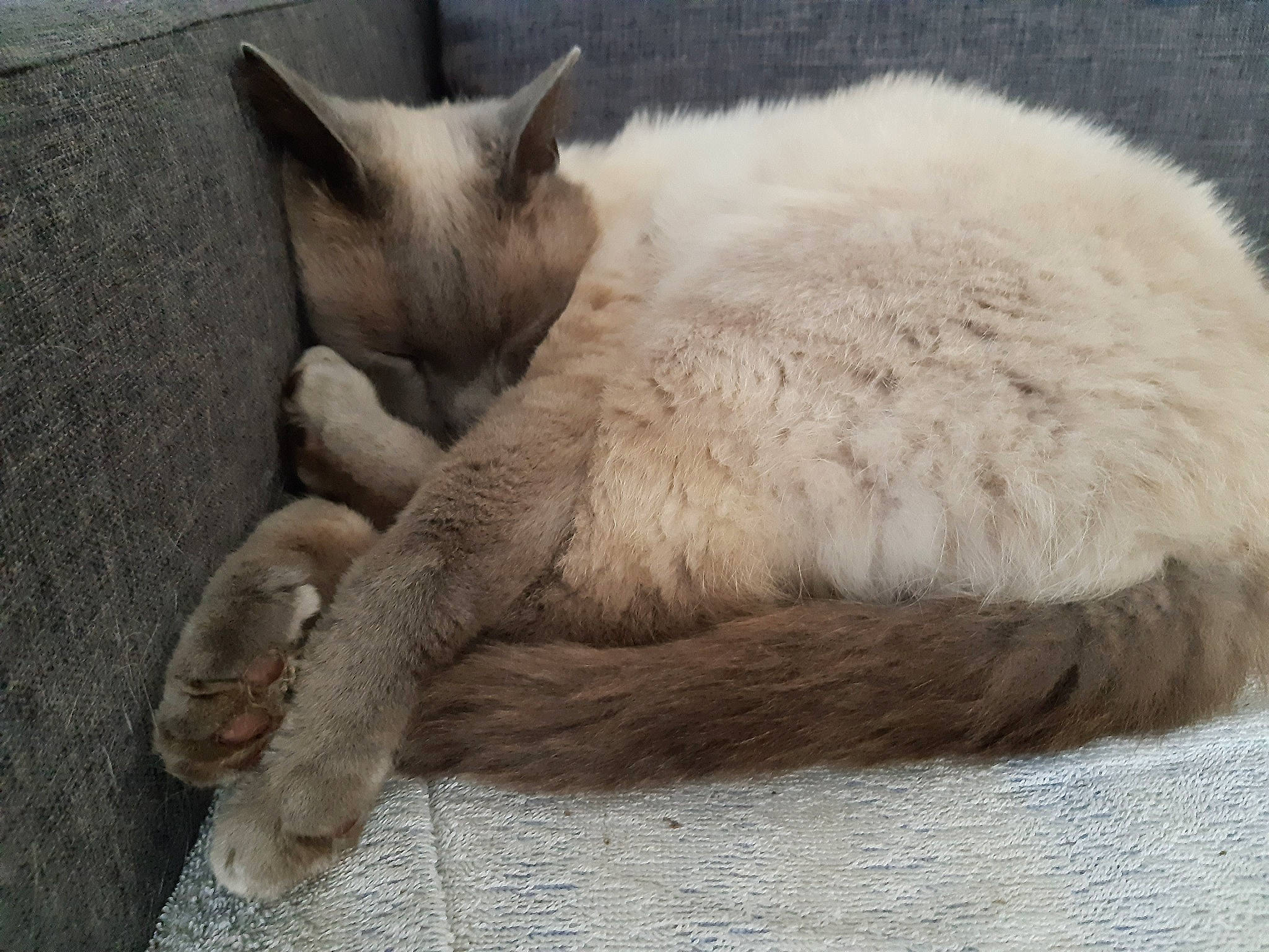 Logan a rejoint le concours — aidez-le/la à gagner de superbes lots ! balinese, carnivore, cat, claw, fawn, felidae, fur, mammal, nap, paw, siamese, sleep, small_to_medium_sized_cats, snout, thai, whiskers