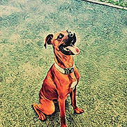 Nox participe au concours pour gagner de l'argent avec cette photo : carnivoran, dog, dog_breed, dog_like_mammal, rhodesian_ridgeback, snout