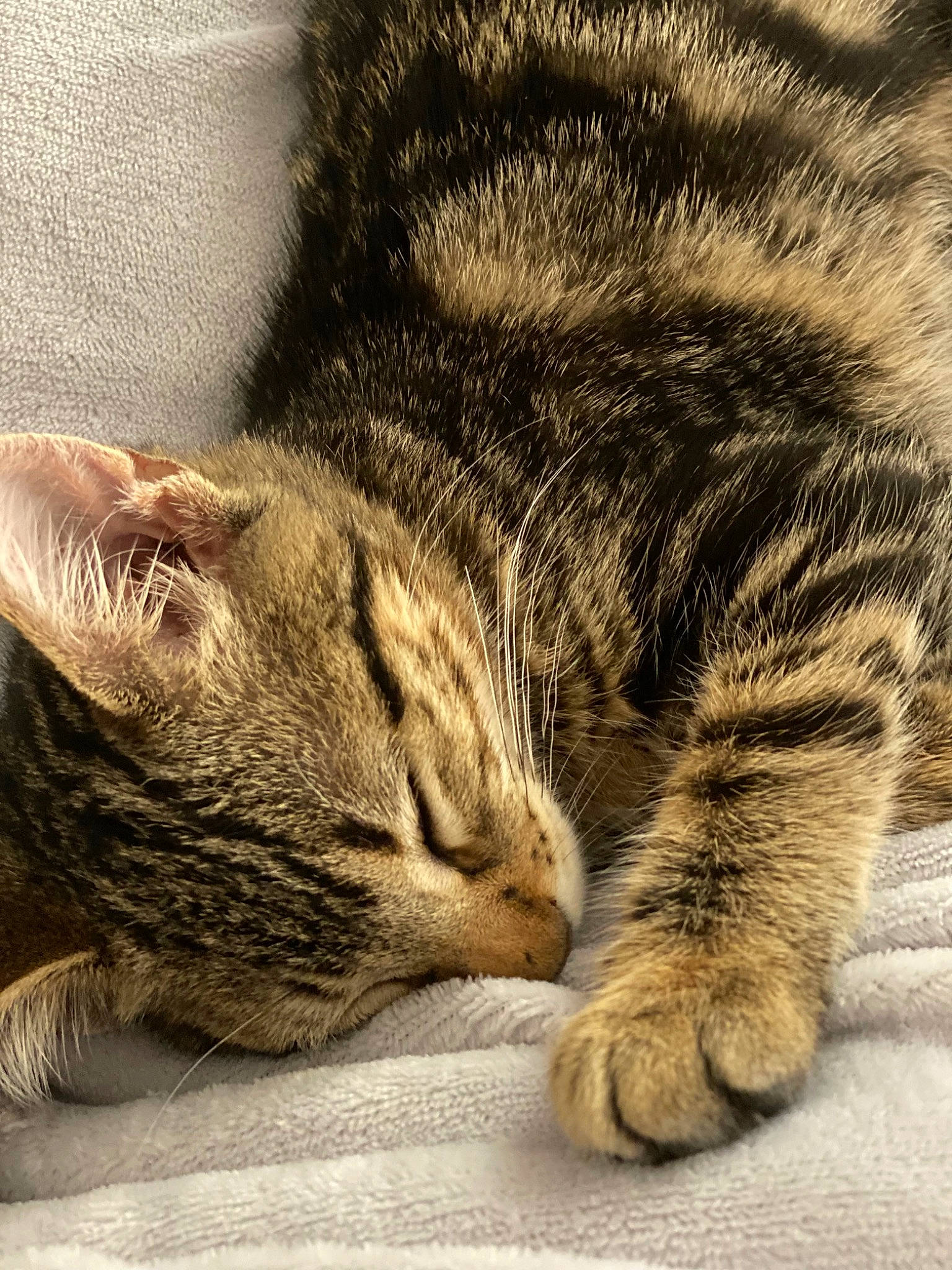 Gucci joined the competition — help win amazing prizes! carnivore, cat, claw, close_up, comfort, domestic_short_haired_cat, ear, eye, felidae, fur, grass, nap, paw, sleep, small_to_medium_sized_cats, snout, tail, terrestrial_animal, whiskers, wildlife