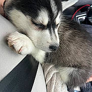 Aska participe au concours pour gagner de l'argent avec cette photo : puppy, dog, sleeping, husky, fur, paw, closeup, cozy, resting, cute, animal, pet, nap, soft, indoor, cuddly, adorable, young, mammal, companion