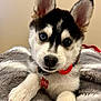 husky, puppy, dog, blue_eyes, collar, red_collar, pet, animal, cute, fluffy, fur, whiskers, paw, lying_down, blanket, indoors, close_up, face, ears, adorable