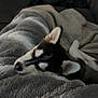 Aska a rejoint le concours — aidez-le/la à gagner de superbes lots ! dog, puppy, sleeping, blanket, cozy, fur, indoor, relaxation, rest, pet, canine, comfort, couch, domestic, animal, snuggled, soft, black_and_white, ears, calm