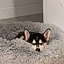 Aska a rejoint le concours — aidez-le/la à gagner de superbes lots ! dog, puppy, husky, sleeping, bed, fluffy, indoor, cozy, rest, pet, animal, ears, fur, cute, home, floor, relax, quiet, black_and_white, small