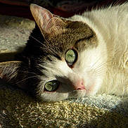 Myrtille participe au concours pour gagner de l'argent avec cette photo : abyssinian, angora, animal, blanket, cat, kitten, manx, person, pet, siamese, sleeping, white