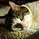 Myrtille