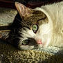 abyssinian, angora, animal, blanket, cat, kitten, manx, person, pet, siamese, sleeping, white
