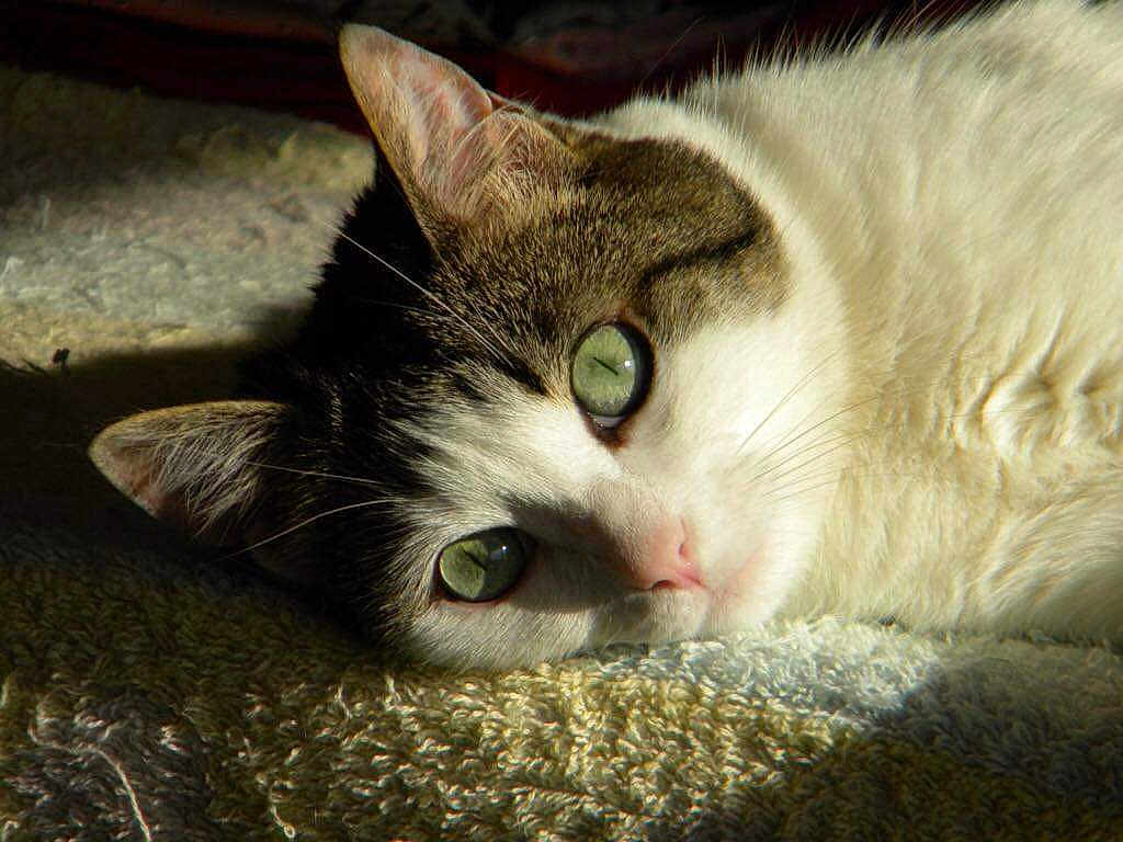 Myrtille