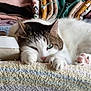 abyssinian, angora, animal, bed, blanket, canine, cat, couch, cushion, dog, furniture, homedecor, indoors, kitten, manx, person, pet, quilt, siamese, sleeping
