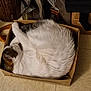 animal, architecture, basket, box, cardboard, carton, cat, chair, couch, crate, drawer, furniture, hardwood, indoors, kitten, manx, person, pet, sleeping, wood