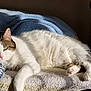 abyssinian, animal, armchair, bed, bedroom, blanket, cat, chair, couch, cushion, furniture, homedecor, indoors, kitten, manx, person, pet, quilt, siamese, sleeping