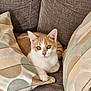 Hoshi participe au concours pour gagner de l'argent avec cette photo : cat, orange_cat, white_cat, pet, feline, couch, sofa, cushions, indoor, relaxed, animal, fur, ears, whiskers, eyes, resting, home, cozy, comfortable, curious